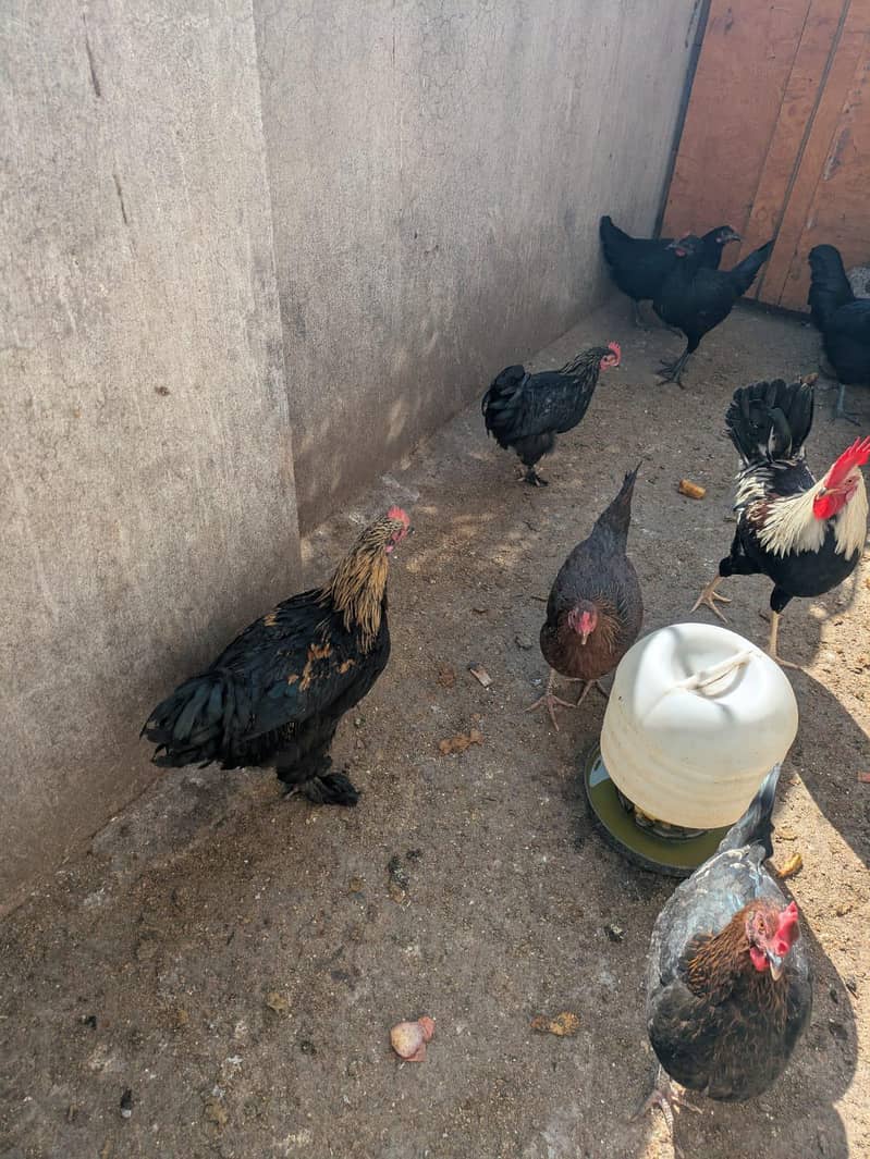 goldan hens 1