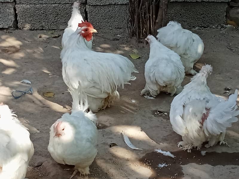 Bantam 0