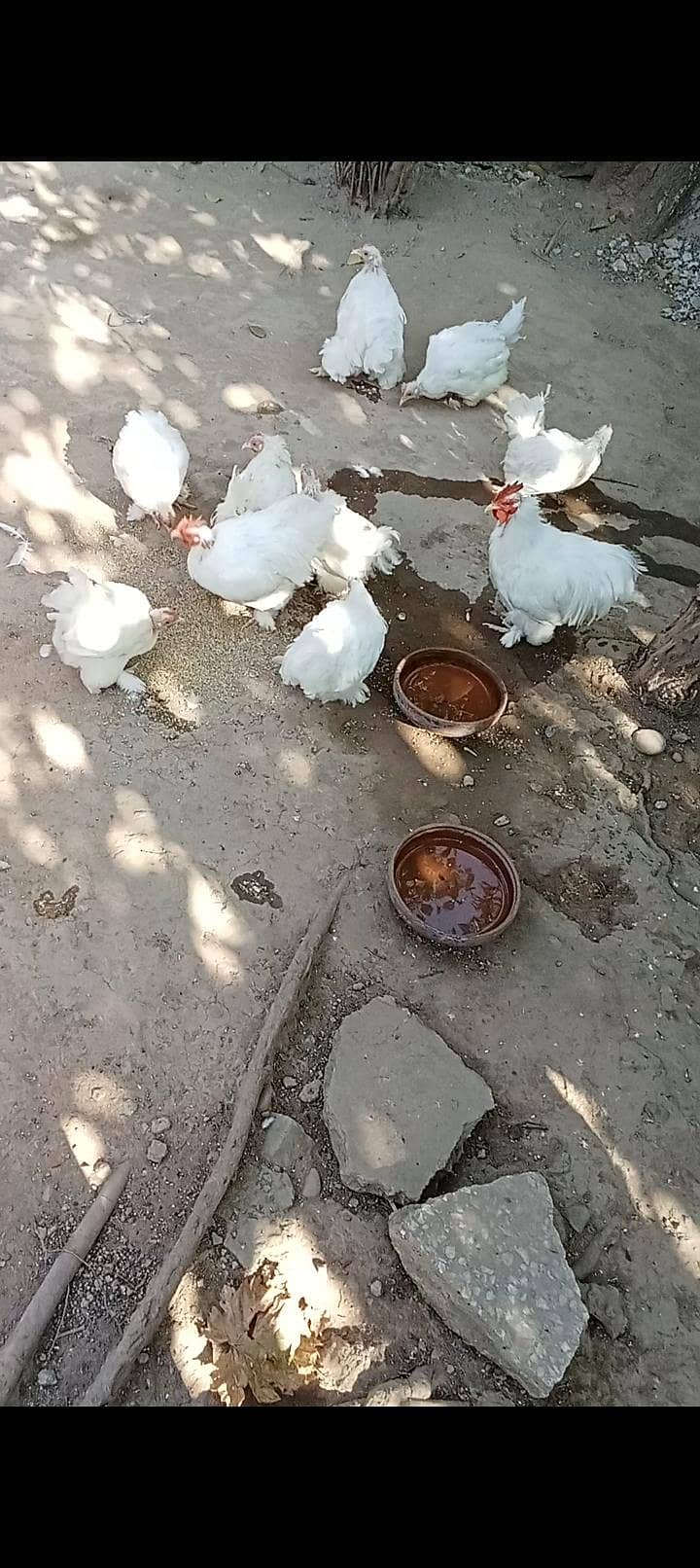 Bantam 1