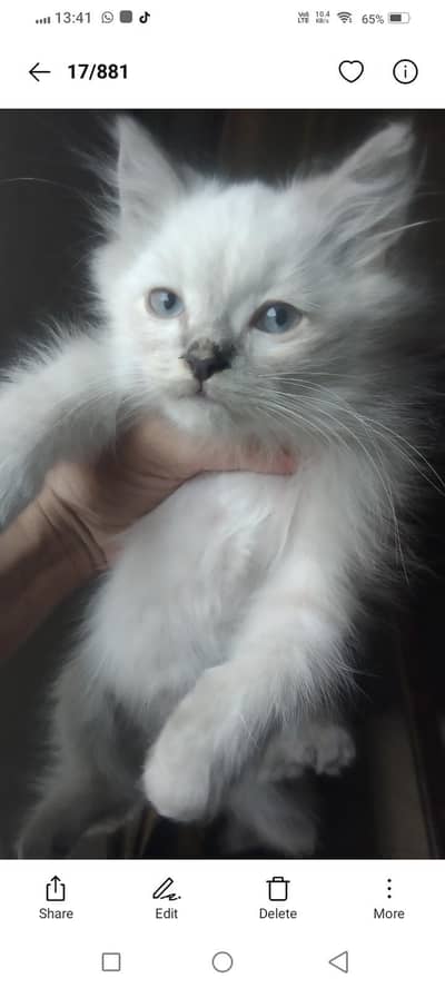 beautiful Persian kittens