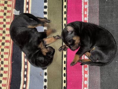 Doberman Original Breed Puppies