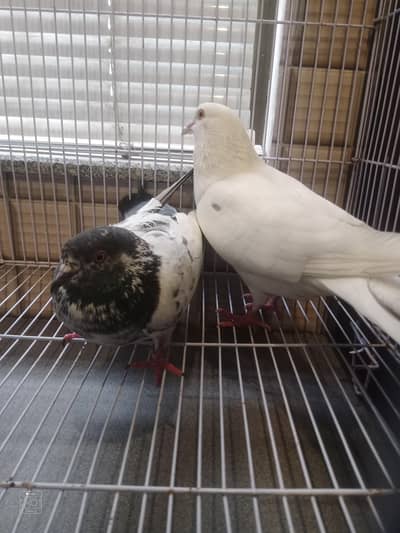 Fancy pair pegions in pair only for 2000