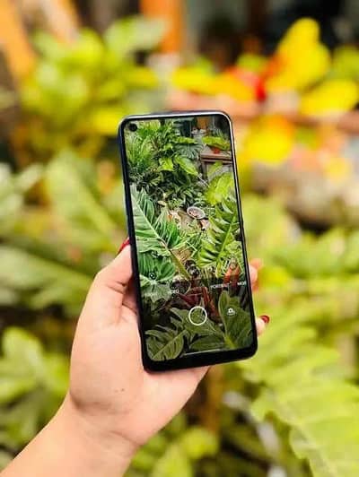 OPPO A56