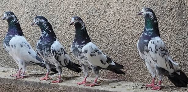 Teedy piegon