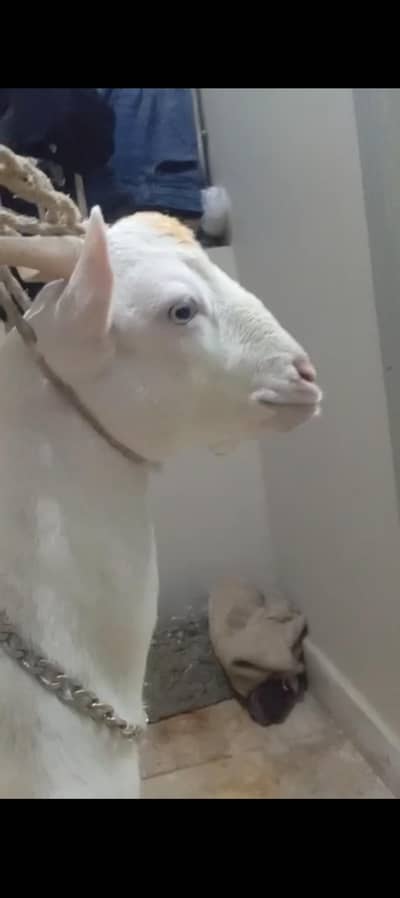 Taddy full pointed best for breeder whatsapp video Available