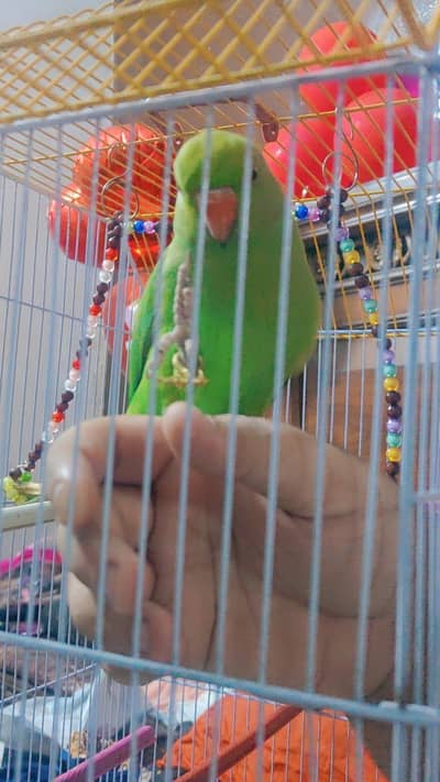 Green ringneck parrot for sale