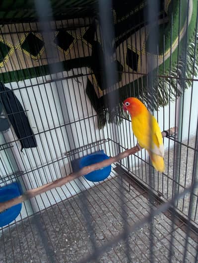 Love bird for sale