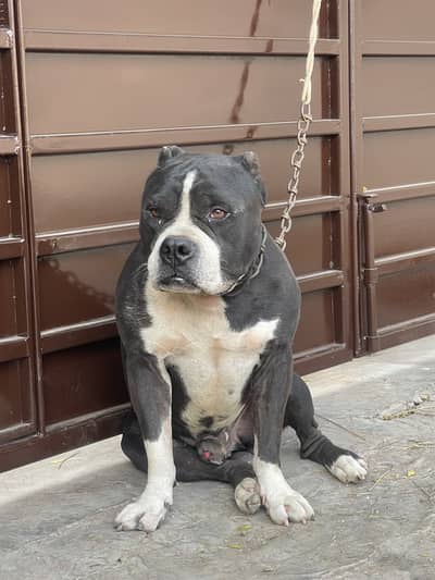 American bully