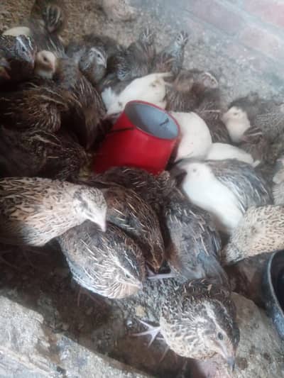 Quail Batair Available for sale Par kg