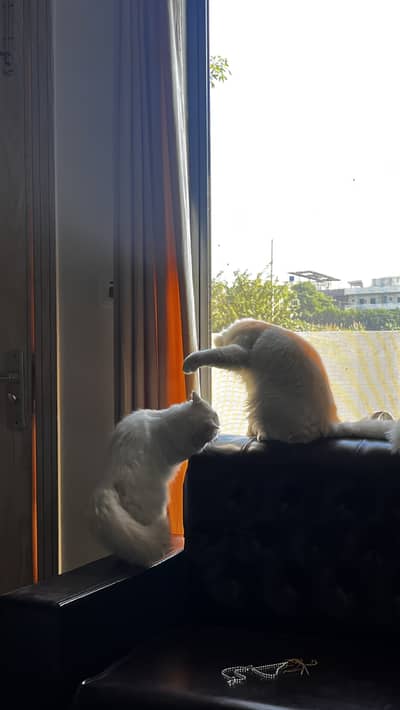 Pair or male and female persian cats w blue eyes