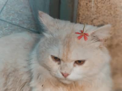 Cat Available for Sale