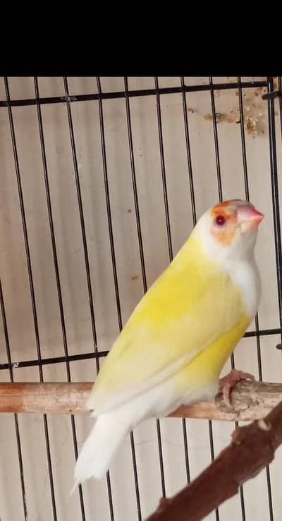 Exi Gouldian & Orange Crusted Finch