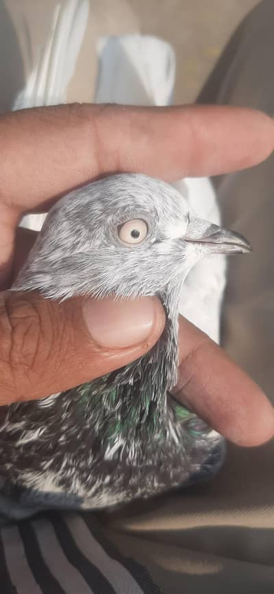 High flyer kabuter for sale/Pigeons for sale/Kabuter for sale