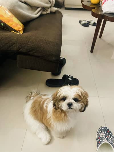 two female shihtzu puppies