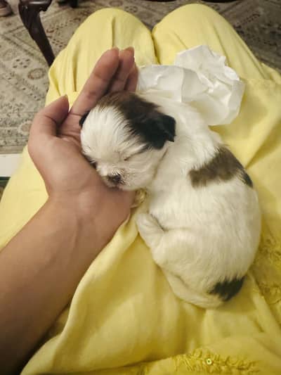 two female shihtzu puppies