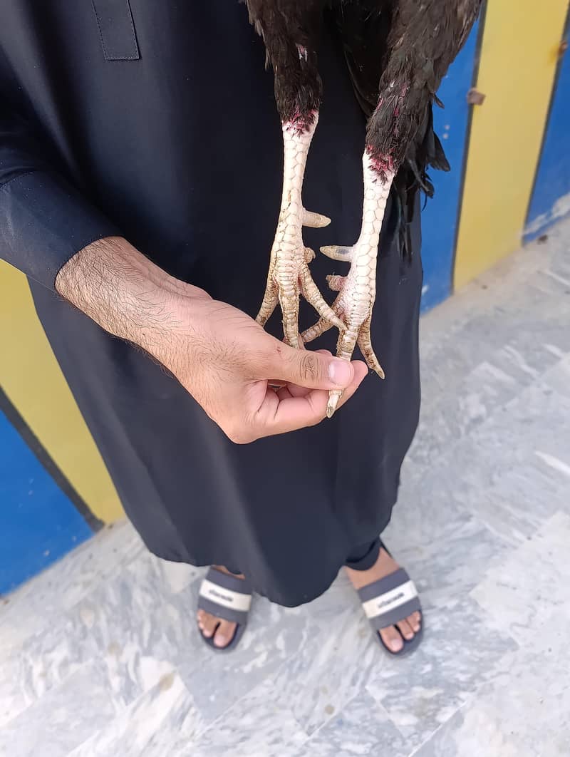 merathi aseel patha 1