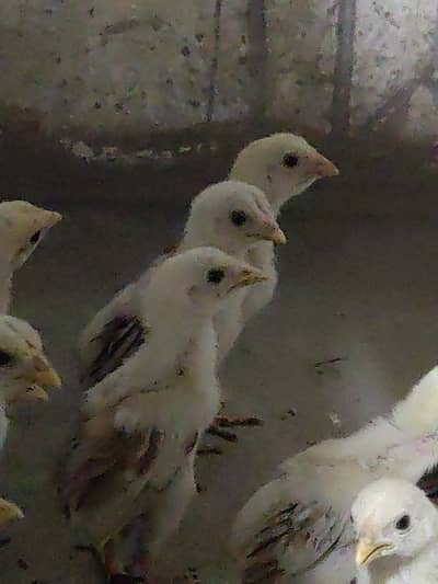 Fida Hussain Rajpoot