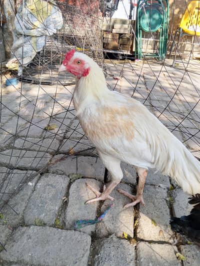 for sale white Heera