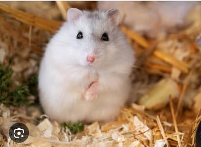 ASSALAM O ALAIKUM hamsters required in Sargodha