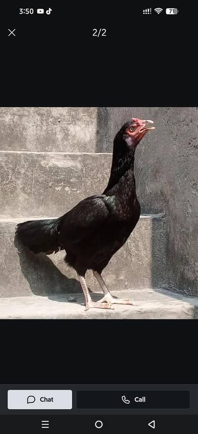 aseel maianwali height black musky Madi small eyes