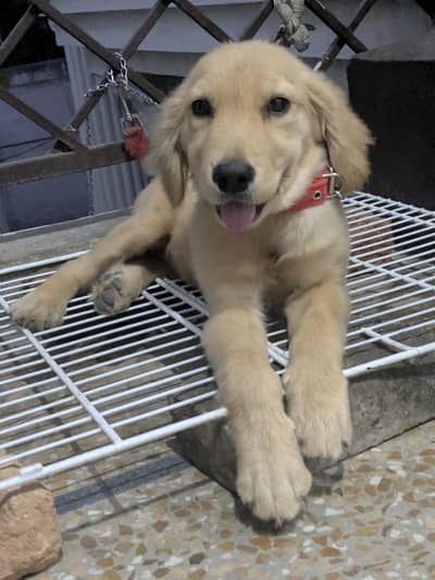 GOLDEN RETRIEVER