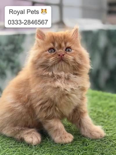 high quality kitten |Punch face Kittens |persian cat|cute|tripple coat