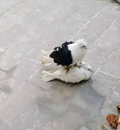 top quality frill back breeder pair available for sale