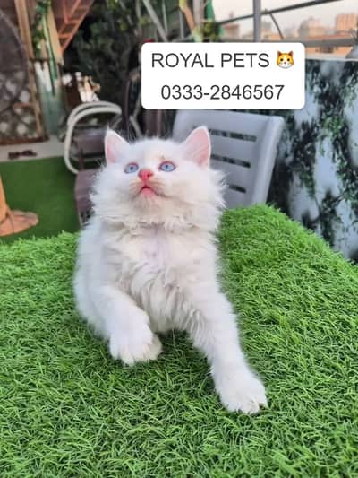 high quality kitten|Punch face Kittens|persian cat|cute|tripple coat