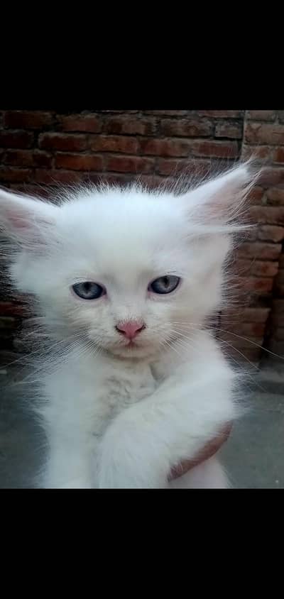Persian Kitten | Pure White | Double Coat | Blue Eyes |Kitten For Sale