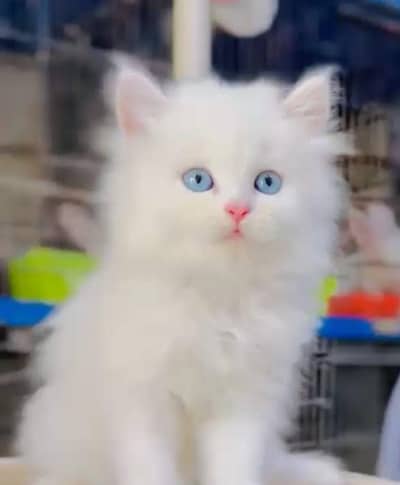 5 White Persian Cat Kittens + Double Coated