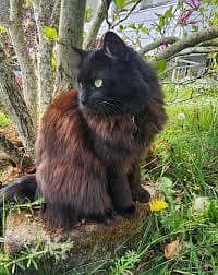 parsian black and brown shade cate sale and exchange other pet