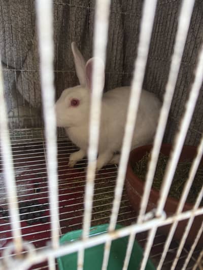 New Zealand white mixed breed Rabbit pair for sale