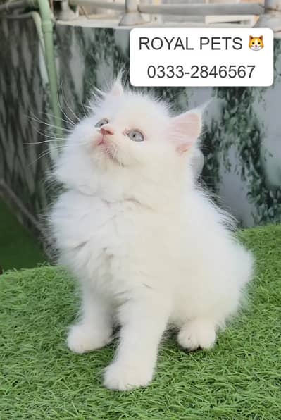 Snow White Persian kitten|Punch face Kitten|persion cats | tripple cot