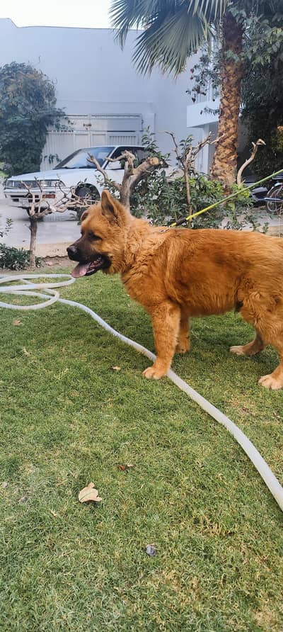 Dog for sale