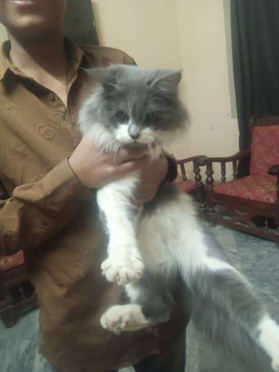 cat persian