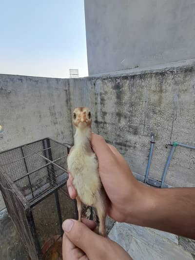 Aseel Mianwali 2 weeks chicks