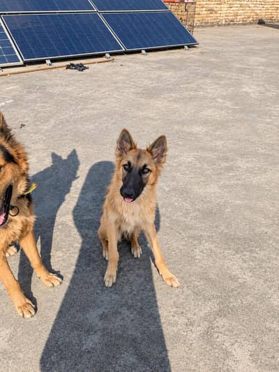 Mixed German Shepherd | GSD