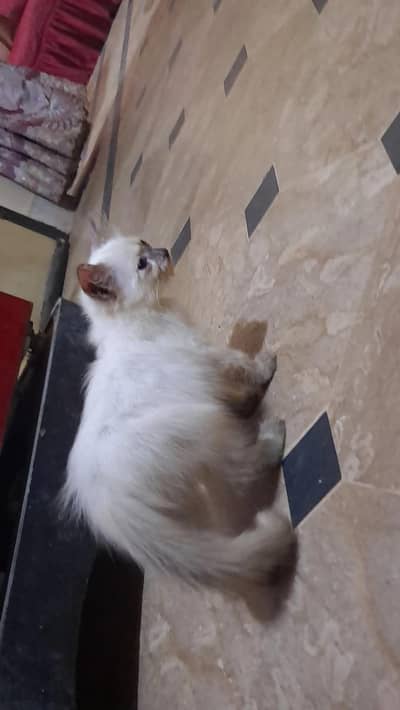 5000rs per baby percian white