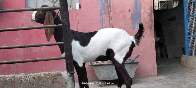 kamori bakri fresh cross