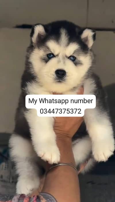 Siberian husky fore sale vacation