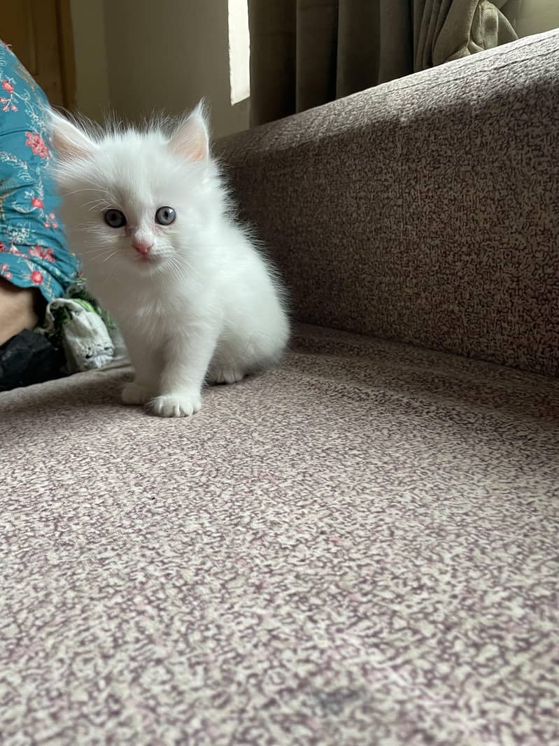 Persian kittens 1