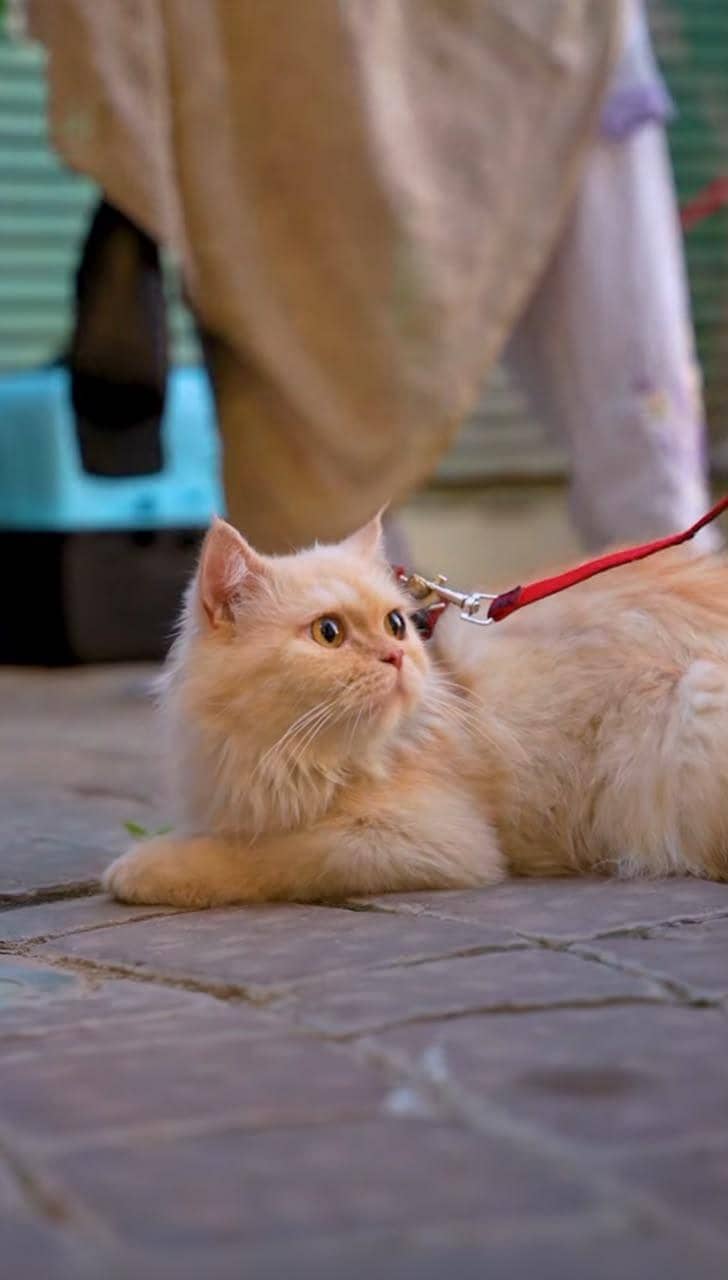 Persian kittens 9