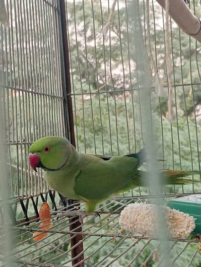 nar aur mada