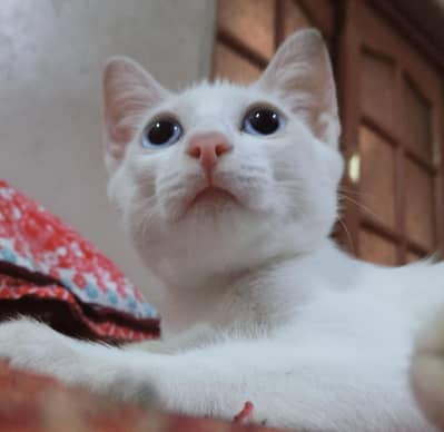 Healthy, Active & Vaccinated Male Kitten for Sale