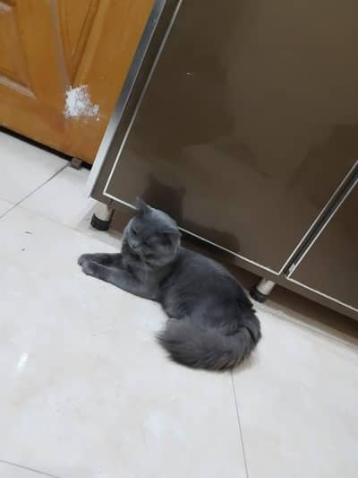 Persian cat