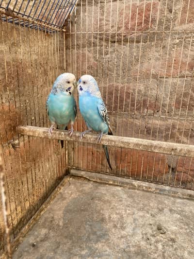 Breeder Pair