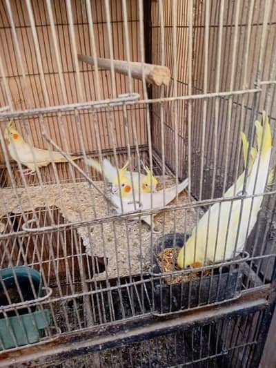 cockatiel