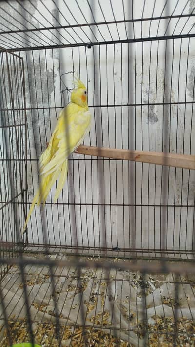 Breeder Common White Red Eye Female Cocktail + Breeder Males Available