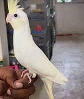 cocktail parrot for sale