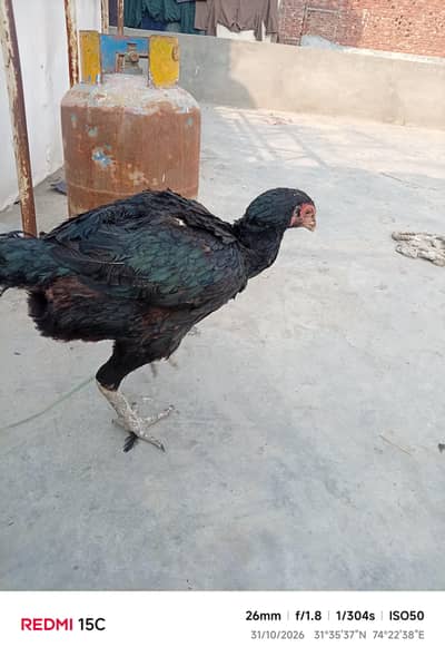 aseer murgi mushkil